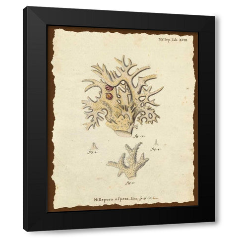 Natura Coral VI Black Modern Wood Framed Art Print with Double Matting by Esper, Johann