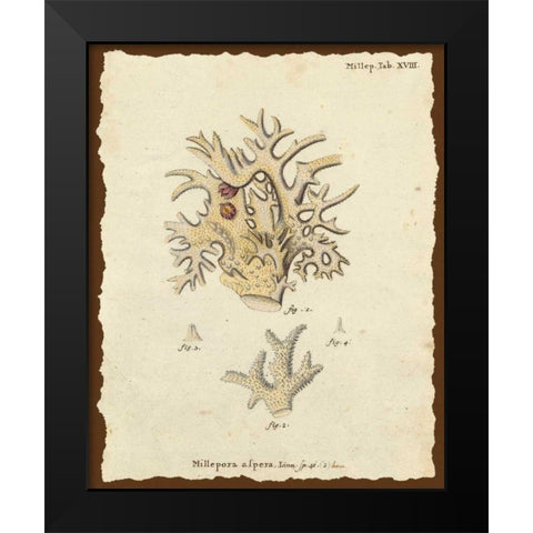 Natura Coral VI Black Modern Wood Framed Art Print by Esper, Johann