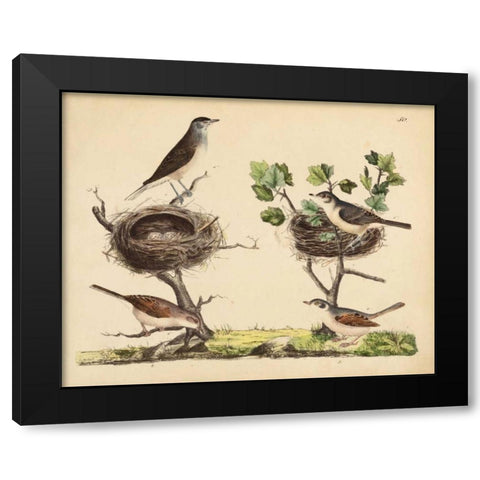 Wrens, Warblers and Nests I Black Modern Wood Framed Art Print with Double Matting by Strack, Friedrich