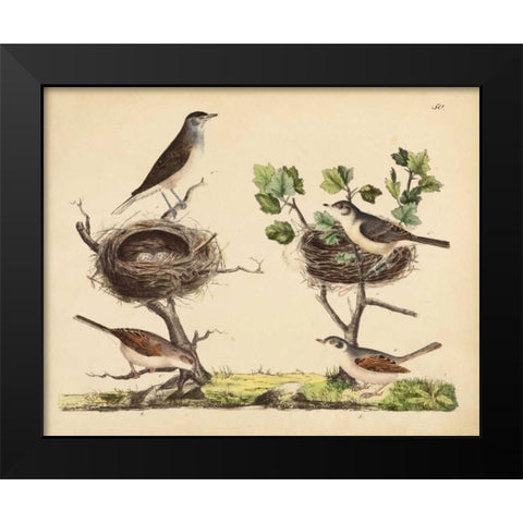 Wrens, Warblers and Nests I Black Modern Wood Framed Art Print by Strack, Friedrich