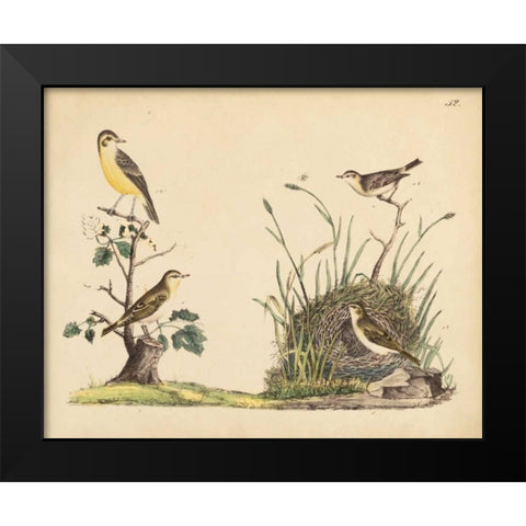 Wrens, Warblers and Nests II Black Modern Wood Framed Art Print by Strack, Friedrich