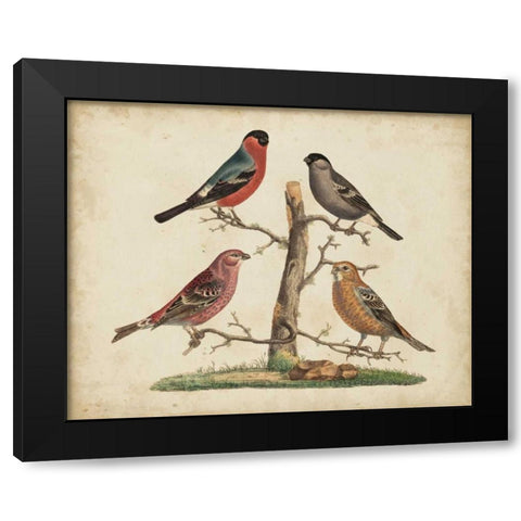 Bull Finches Black Modern Wood Framed Art Print by Strack, Friedrich