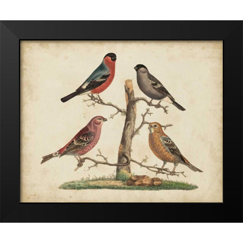 Bull Finches Black Modern Wood Framed Art Print by Strack, Friedrich