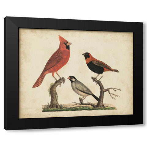 Cardinal and Grosbeak Black Modern Wood Framed Art Print by Strack, Friedrich