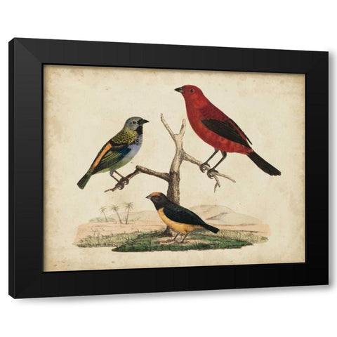 Red and Green Tanager Black Modern Wood Framed Art Print with Double Matting by Strack, Friedrich