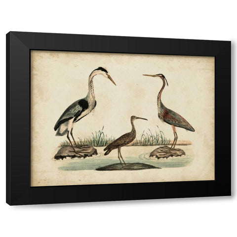 Common Heron and Crested Purple Heron Black Modern Wood Framed Art Print by Strack, Friedrich