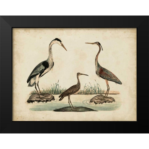 Common Heron and Crested Purple Heron Black Modern Wood Framed Art Print by Strack, Friedrich