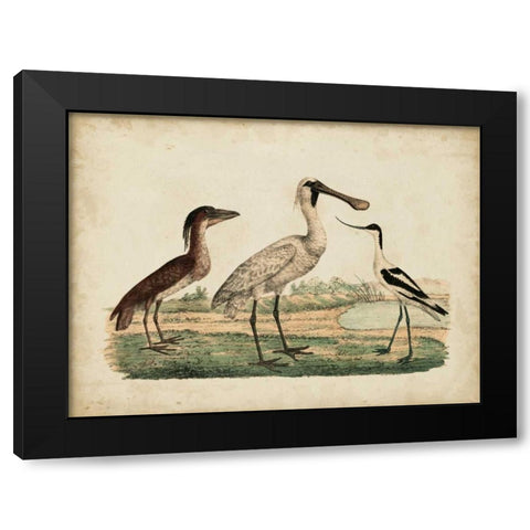Avocet and Boat-Billed Heron Black Modern Wood Framed Art Print with Double Matting by Strack, Friedrich