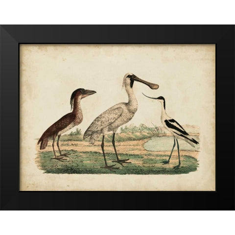 Avocet and Boat-Billed Heron Black Modern Wood Framed Art Print by Strack, Friedrich