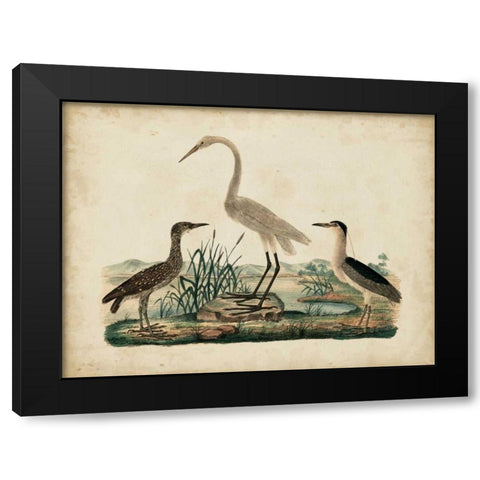 Great White Heron and Night Heron Black Modern Wood Framed Art Print by Strack, Friedrich