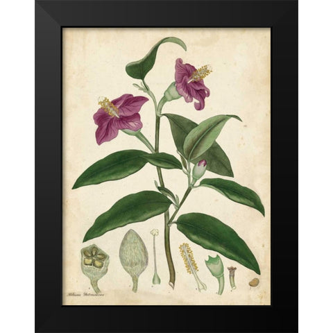 Antique Hibiscus Black Modern Wood Framed Art Print by Andrews, Henry