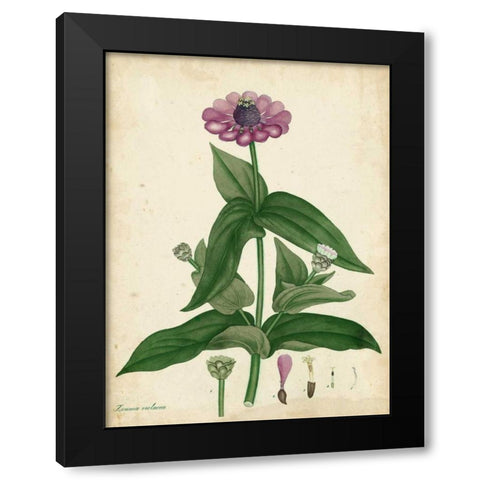 Antique Zinnia Black Modern Wood Framed Art Print by Andrews, Henry