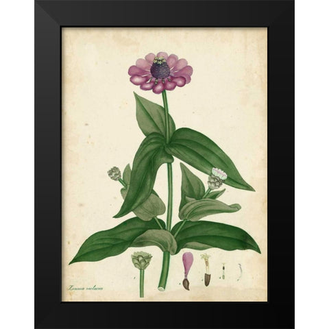 Antique Zinnia Black Modern Wood Framed Art Print by Andrews, Henry