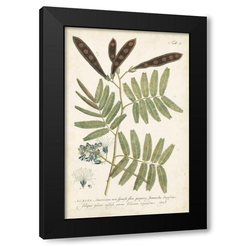 Miller Ferns I Black Modern Wood Framed Art Print with Double Matting by Miller, Dianne