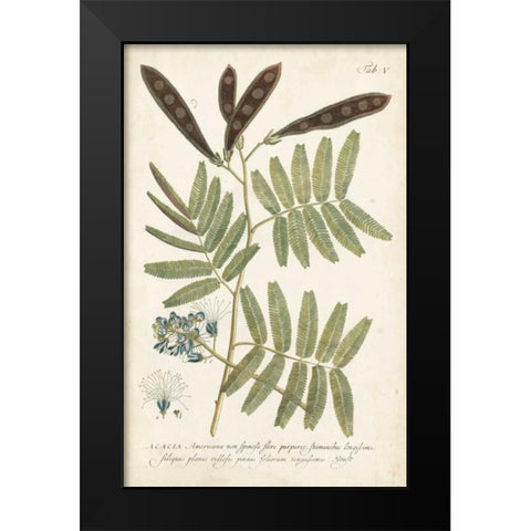 Miller Ferns I Black Modern Wood Framed Art Print by Miller, Dianne