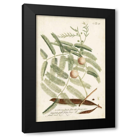Miller Ferns II Black Modern Wood Framed Art Print by Miller, Dianne