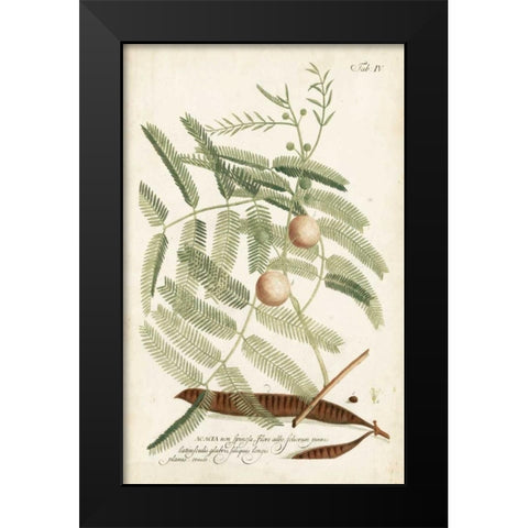 Miller Ferns II Black Modern Wood Framed Art Print by Miller, Dianne