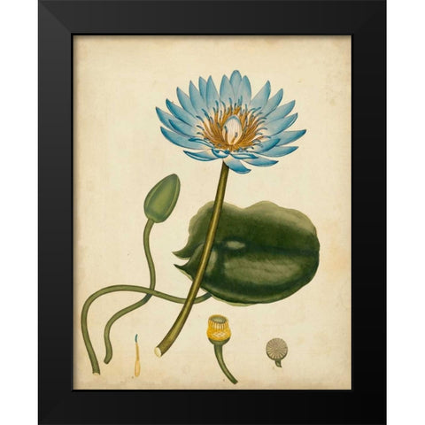 Blue Water Lily Black Modern Wood Framed Art Print by Andrews, Henry