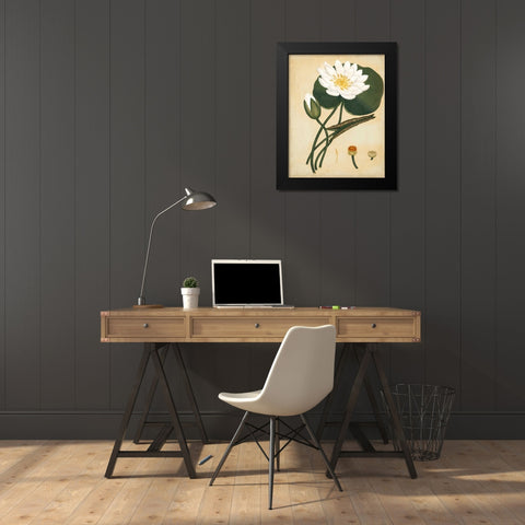 White Water Lily Black Modern Wood Framed Art Print by Andrews, Henry