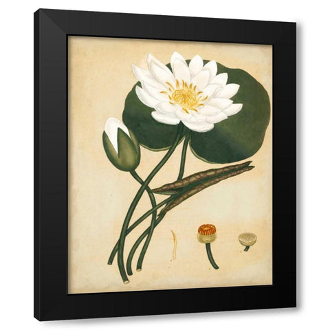 White Water Lily Black Modern Wood Framed Art Print with Double Matting by Andrews, Henry