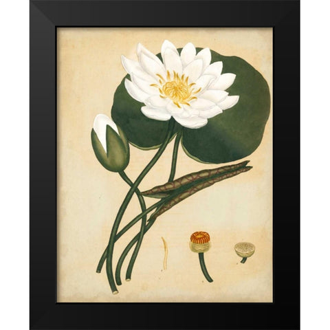 White Water Lily Black Modern Wood Framed Art Print by Andrews, Henry