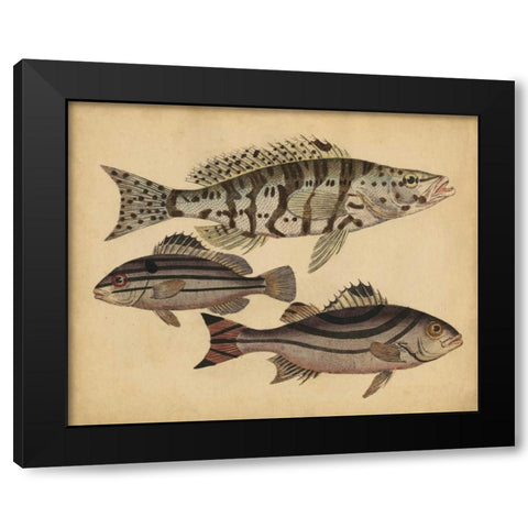 Species of Fish I Black Modern Wood Framed Art Print by Strack, Friedrich