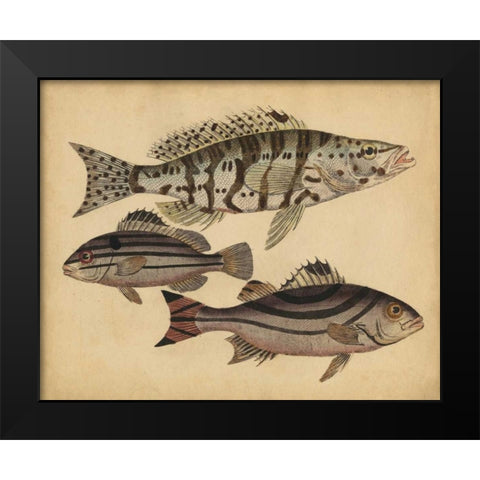 Species of Fish I Black Modern Wood Framed Art Print by Strack, Friedrich