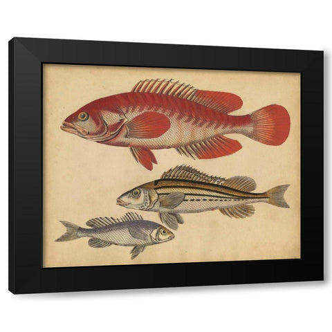 Species of Fish II Black Modern Wood Framed Art Print by Strack, Friedrich