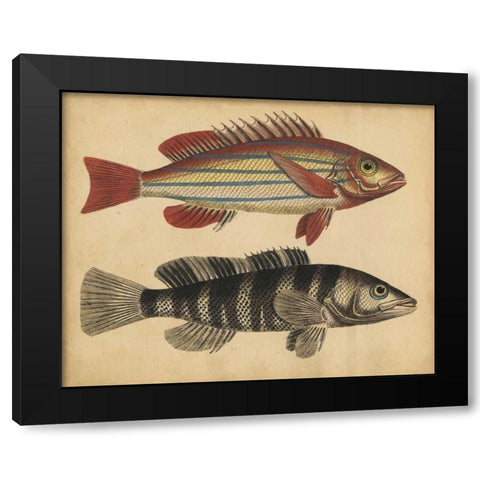 Species of Fish III Black Modern Wood Framed Art Print with Double Matting by Strack, Friedrich