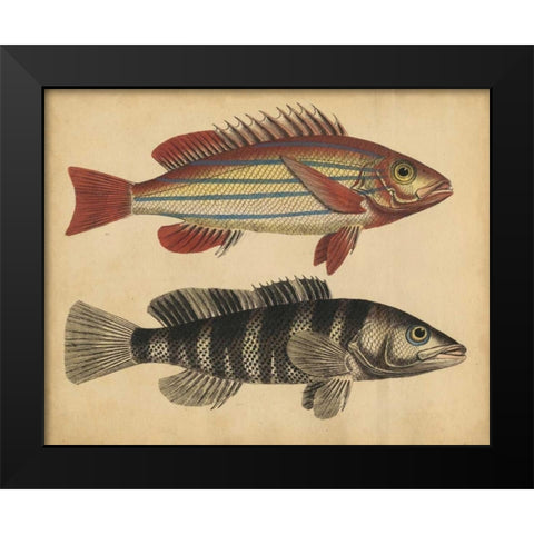 Species of Fish III Black Modern Wood Framed Art Print by Strack, Friedrich