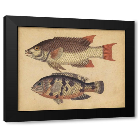 Species of Fish IV Black Modern Wood Framed Art Print with Double Matting by Strack, Friedrich