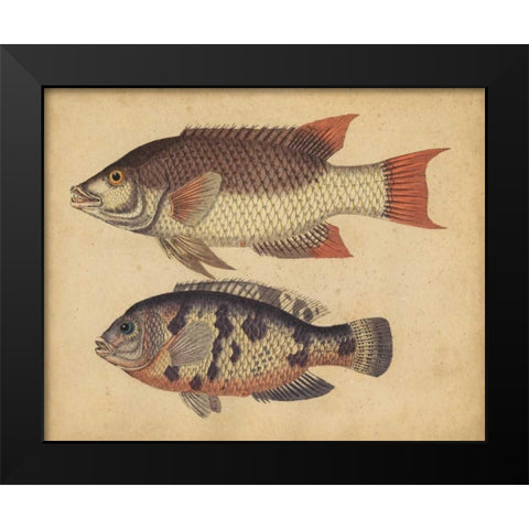 Species of Fish IV Black Modern Wood Framed Art Print by Strack, Friedrich