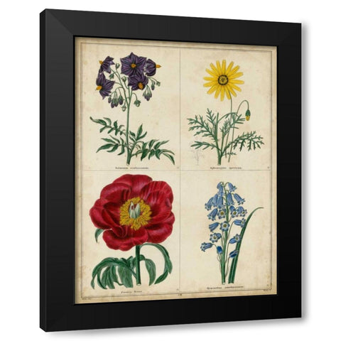 Botanical Grid I Black Modern Wood Framed Art Print with Double Matting by Maund, Benjamin