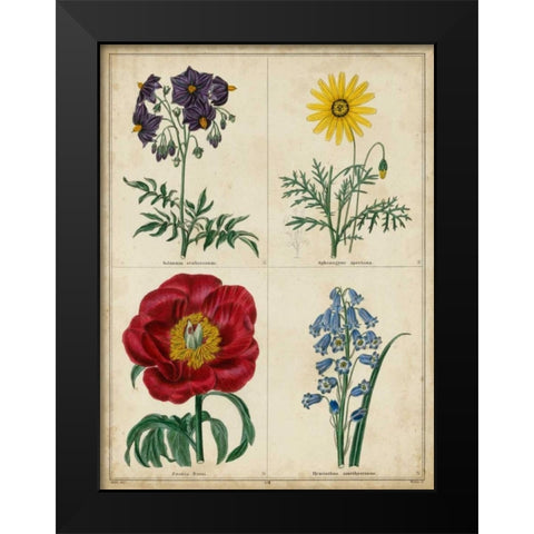 Botanical Grid I Black Modern Wood Framed Art Print by Maund, Benjamin