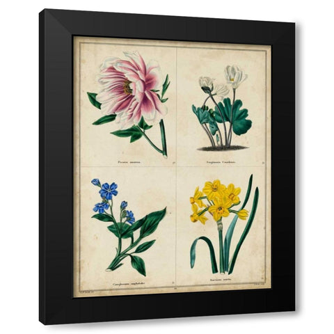 Botanical Grid II Black Modern Wood Framed Art Print by Maund, Benjamin