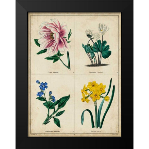 Botanical Grid II Black Modern Wood Framed Art Print by Maund, Benjamin