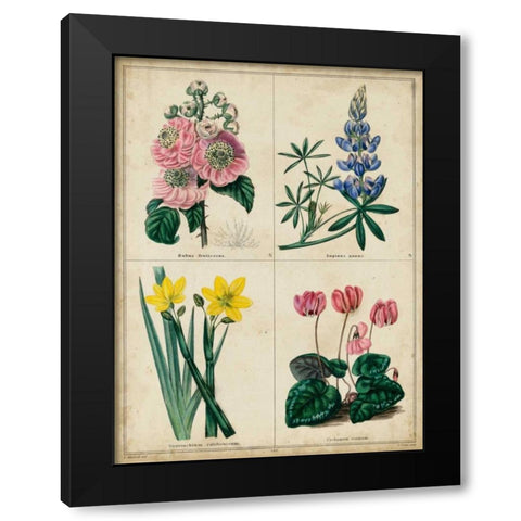 Botanical Grid III Black Modern Wood Framed Art Print by Maund, Benjamin