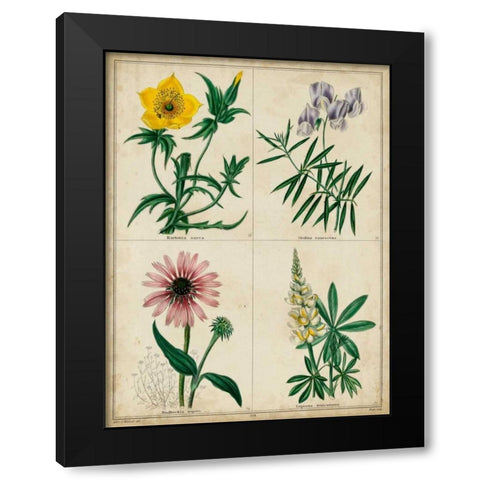 Botanical Grid IV Black Modern Wood Framed Art Print with Double Matting by Maund, Benjamin