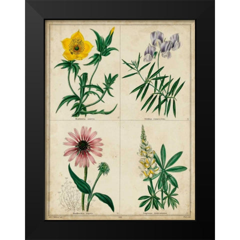 Botanical Grid IV Black Modern Wood Framed Art Print by Maund, Benjamin