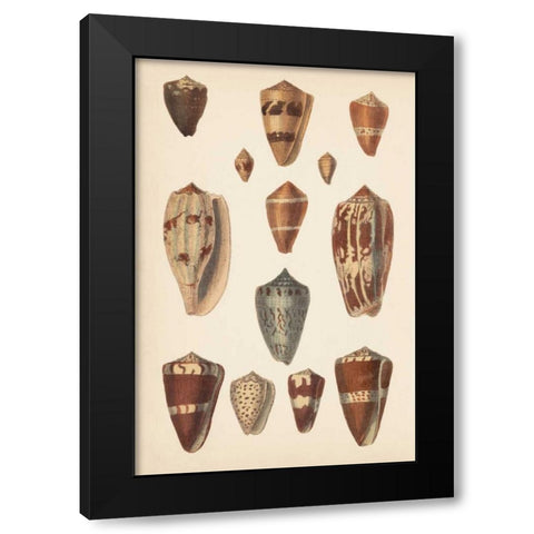 Antique Cone Shells II Black Modern Wood Framed Art Print by Unknown