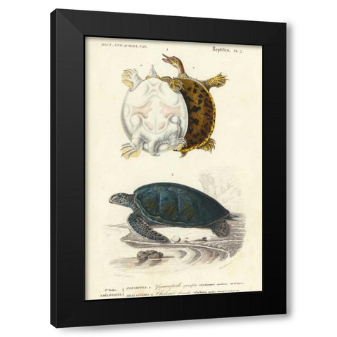 Antique Turtle Duo I Black Modern Wood Framed Art Print with Double Matting by Oudart