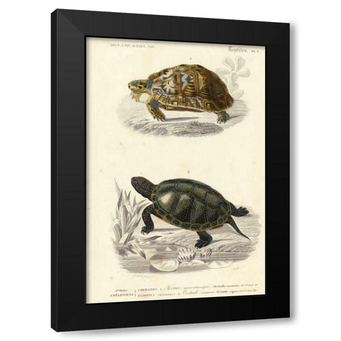 Antique Turtle Duo II Black Modern Wood Framed Art Print with Double Matting by Oudart