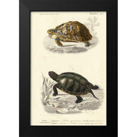 Antique Turtle Duo II Black Modern Wood Framed Art Print by Oudart