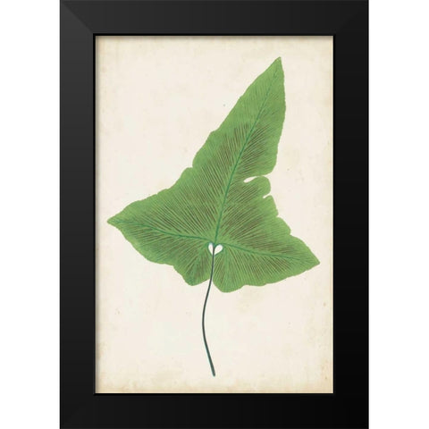 Fern Family I Black Modern Wood Framed Art Print by Lowe