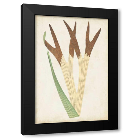 Fern Family II Black Modern Wood Framed Art Print with Double Matting by Lowe