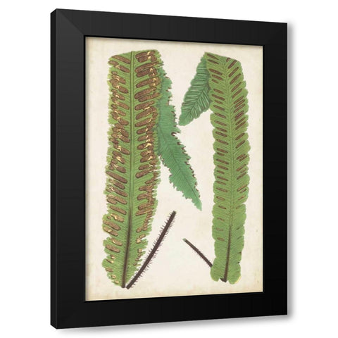 Fern Family III Black Modern Wood Framed Art Print with Double Matting by Lowe