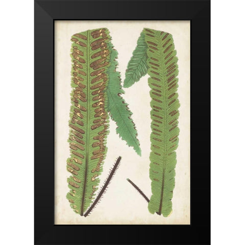 Fern Family III Black Modern Wood Framed Art Print by Lowe