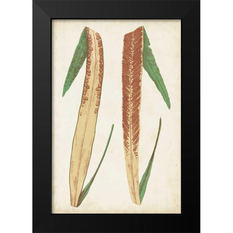 Fern Family IV Black Modern Wood Framed Art Print by Lowe