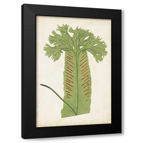 Fern Family V Black Modern Wood Framed Art Print by Lowe
