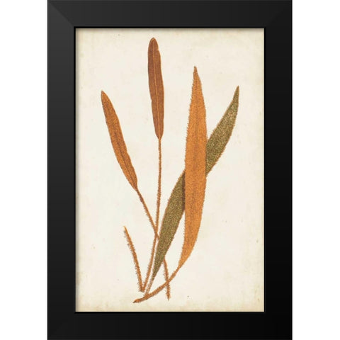 Fern Family VI Black Modern Wood Framed Art Print by Lowe